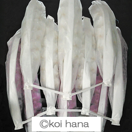 Ӓɏi10{AJƏjAa